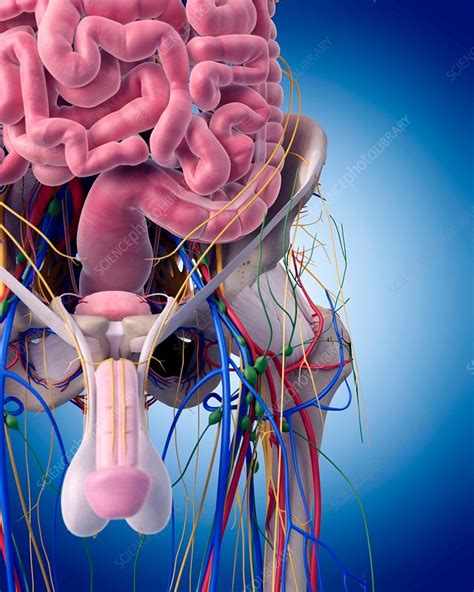 cock picture|Male Genitalia Pictures, Anatomy & Diagram 